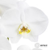 兰花 | 蝴蝶兰白色（可能有轻微瑕疵不售后，介意慎拍） 商品缩略图3