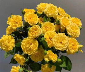 多头玫瑰 | 梦幻芭比