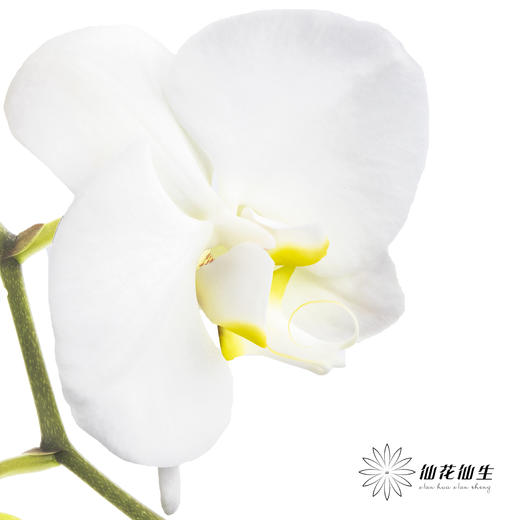 兰花 | 蝴蝶兰白色（可能有轻微瑕疵不售后，介意慎拍） 商品图4