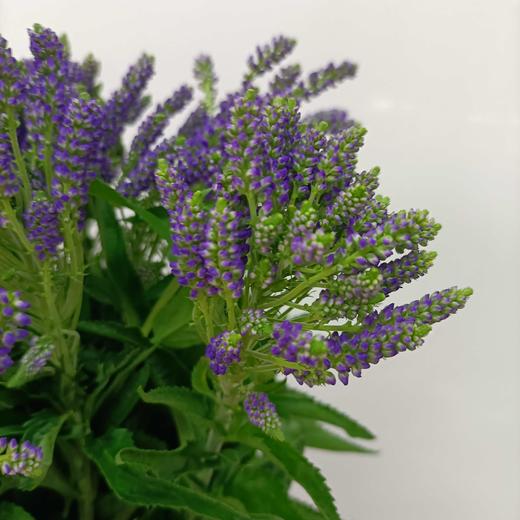 【家庭幸福】多头鼠尾  多色可选 约8-10支/扎 商品图4