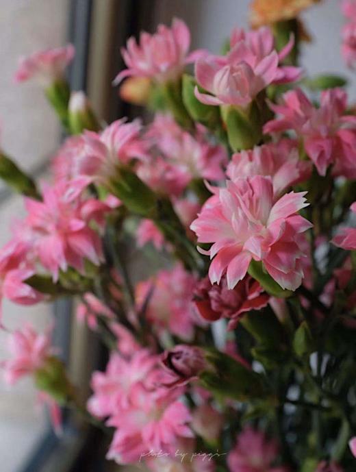 太子星康乃馨(12月16日下午取花) 相比传统康乃馨花头更小,但是花瓣