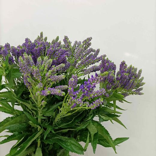 【家庭幸福】多头鼠尾  多色可选 约8-10支/扎 商品图5