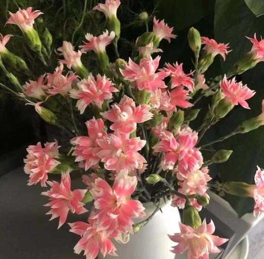 太子星康乃馨(12月16日下午取花) 相比传统康乃馨花头更小,但是花瓣