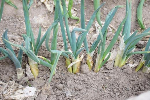 发芽葱(规格自选)