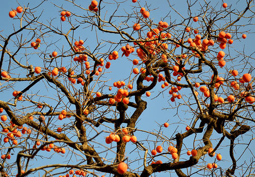 物本源-微霜流心柿饼 商品图8