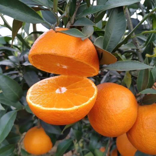 四川爱媛果冻橙5斤大果