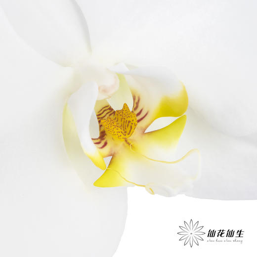 兰花 | 蝴蝶兰白色（可能有轻微瑕疵不售后，介意慎拍） 商品图2