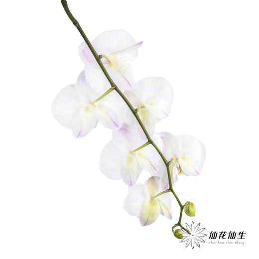 兰花 | 蝴蝶兰白色（可能有轻微瑕疵不售后，介意慎拍） 商品图1