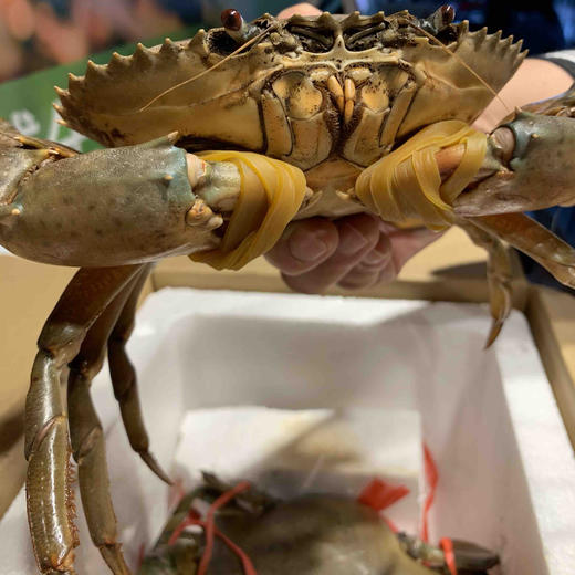 野生红鲟非现货预定