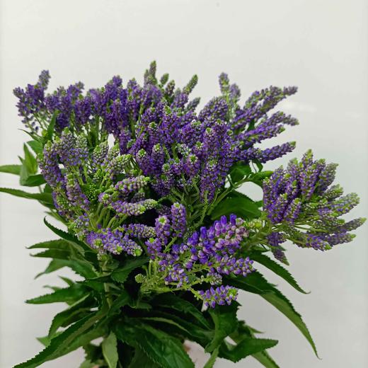 【家庭幸福】多头鼠尾  多色可选 约8-10支/扎 商品图7