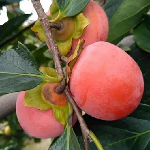 【糖心蜜柿】8个/盒，小时候的味道 商品图1