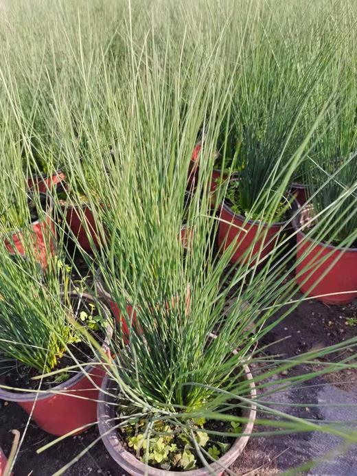 灯芯草 - 贝利得花卉