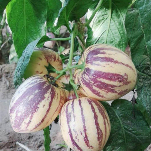 来自沙漠地带的武威民勤人参果包邮 商品图1