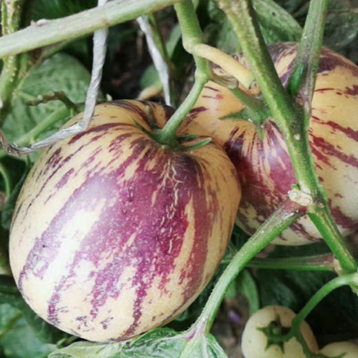 来自沙漠地带的武威民勤人参果包邮 商品图0