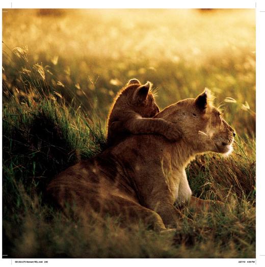 摄影集锦：《大视觉》 商品图5