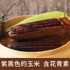 山西忻州有机黑玉米  锁鲜味美 颗粒饱满  香糯回甘  10根装 商品缩略图3