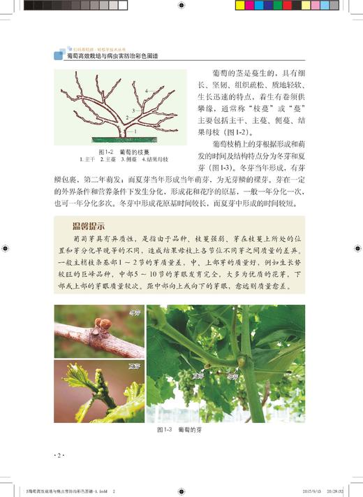 葡萄高效栽培与病虫害防治彩色图谱 商品图3