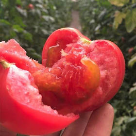 民勤沙瓤西红柿