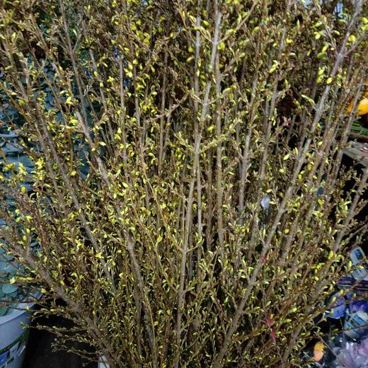 【招财进宝】进口寸寸金  约10枝/扎  70-110cm 商品图10