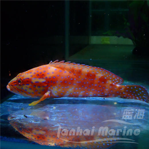 七星斑 商品图3