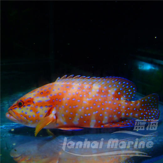七星斑 商品图1