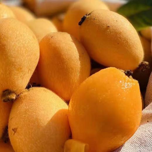 攀枝花米易枇杷 商品图0