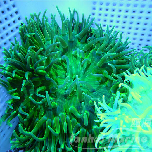 红肚葵 商品图7