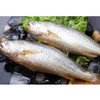 【19.9元/条】冰鲜黄花鱼1条550克左右 商品缩略图0