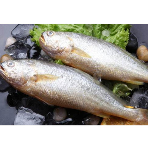 【19.9元/条】冰鲜黄花鱼1条550克左右 商品图0