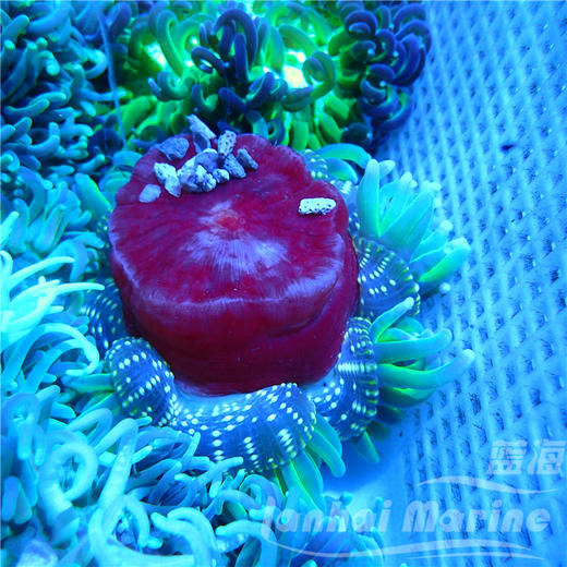 红肚葵 商品图10