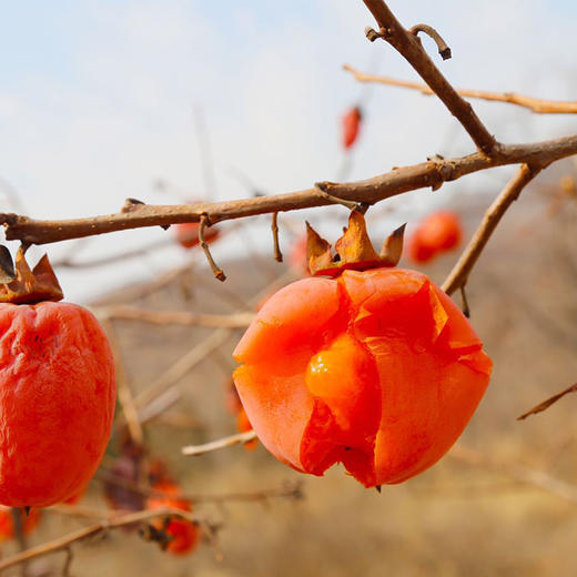 隐士村溏心牛柿 柿饼 源自千年古村落 |百里食 商品图11