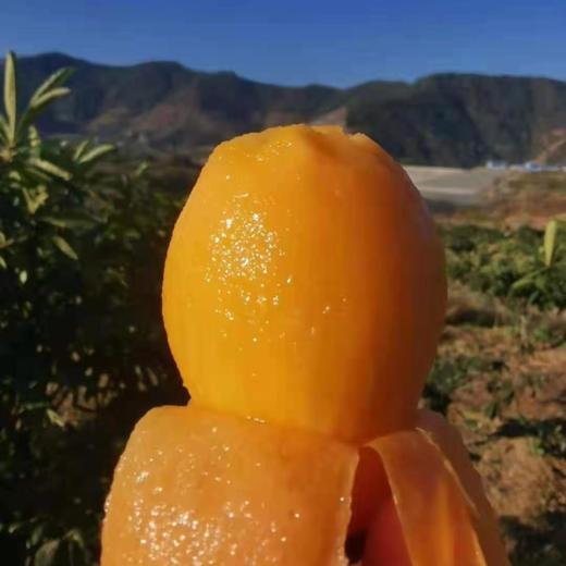 攀枝花米易枇杷 商品图1