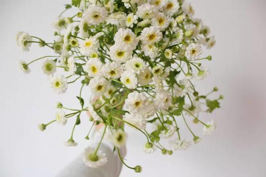 【重瓣洋甘菊】一扎约3-4支/份  花期较长文艺清新 商品图8