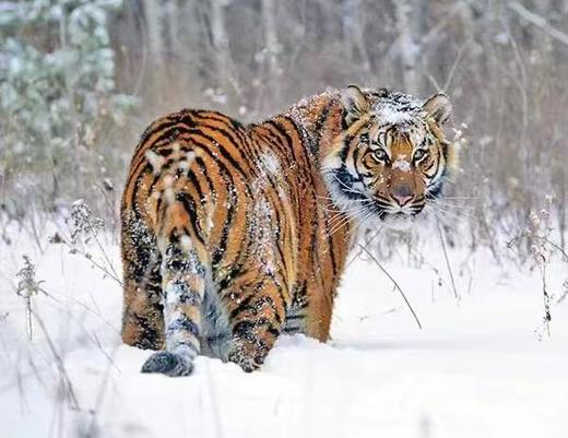 雪乡童话世界、查干湖冬捕、雾凇岛、镜泊湖冰瀑、东北虎雪地捕食7天摄影团 商品图1