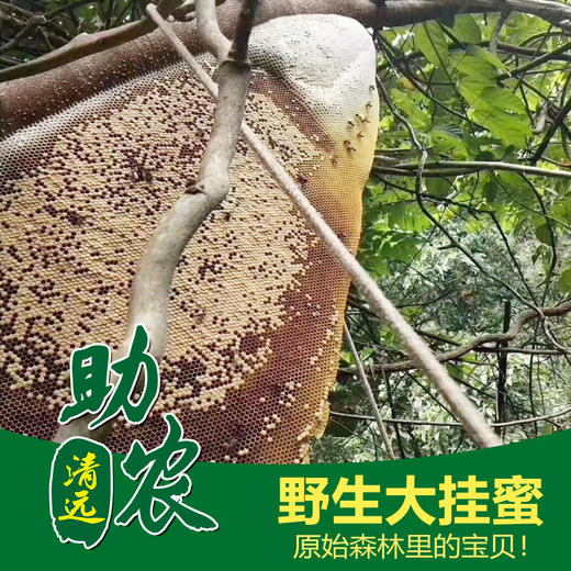 广东连南野生大挂蜜（1斤装） 商品图0