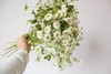 【重瓣洋甘菊】一扎约3-4支/份  花期较长文艺清新 商品缩略图9