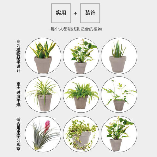 今天起，植物住我家 商品图4