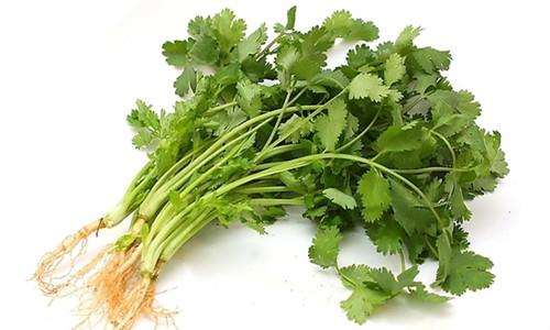 自产/有机种植 香菜