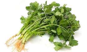 自产/有机种植 香菜