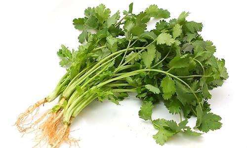 自产/有机种植 香菜 商品图0