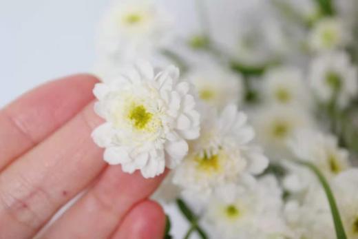 【重瓣洋甘菊】一扎约3-4支/份  花期较长文艺清新 商品图11