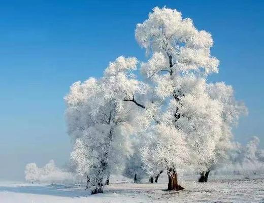 雪乡童话世界、查干湖冬捕、雾凇岛、镜泊湖冰瀑、东北虎雪地捕食7天摄影团 商品图6