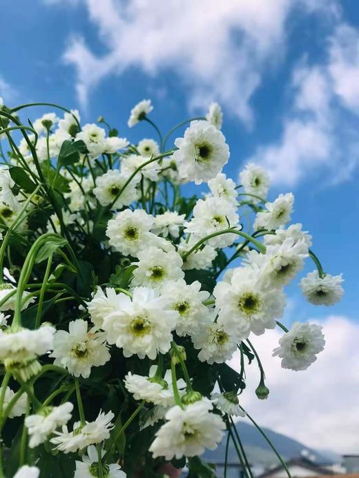 【重瓣洋甘菊】一扎约3-4支/份  花期较长文艺清新 商品图12
