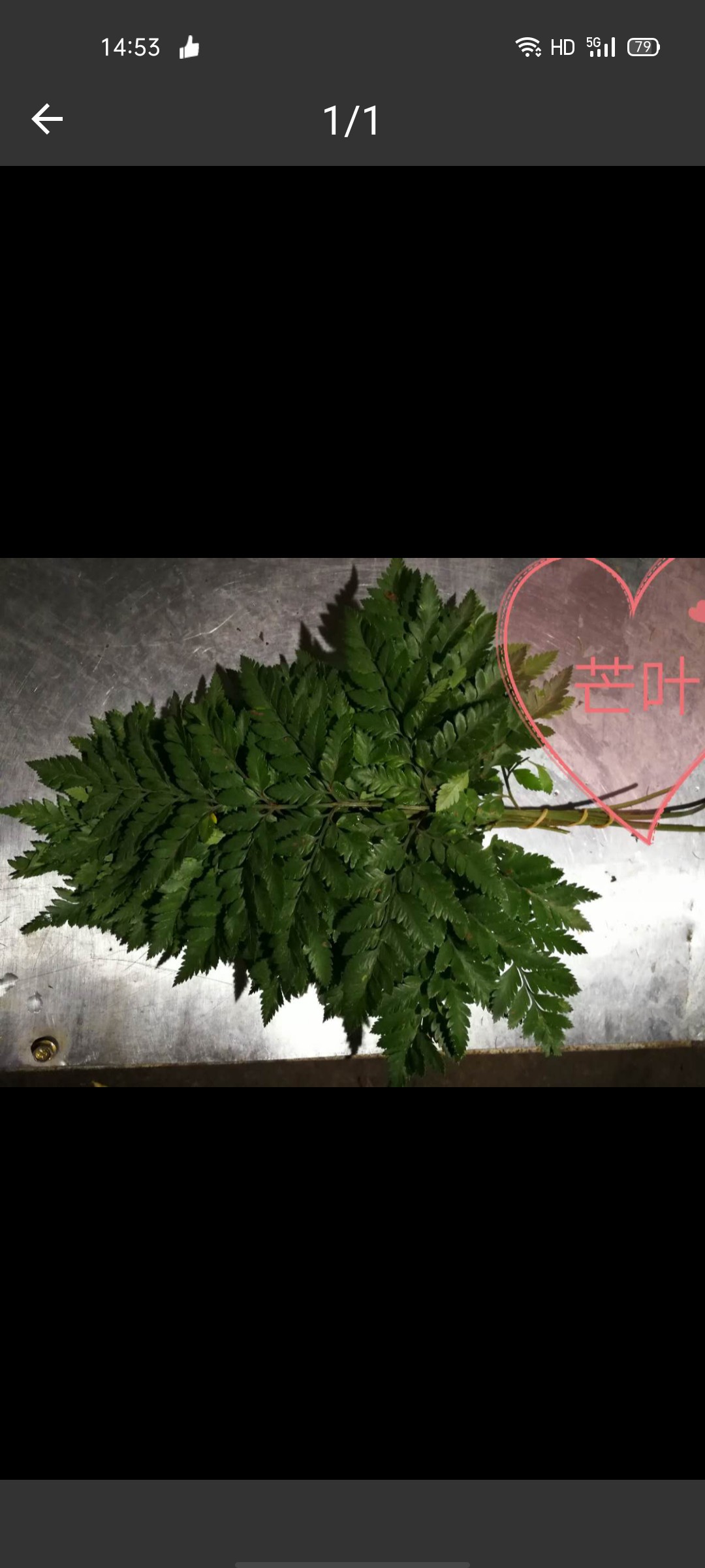 芒叶，羊齿叶，10片/扎