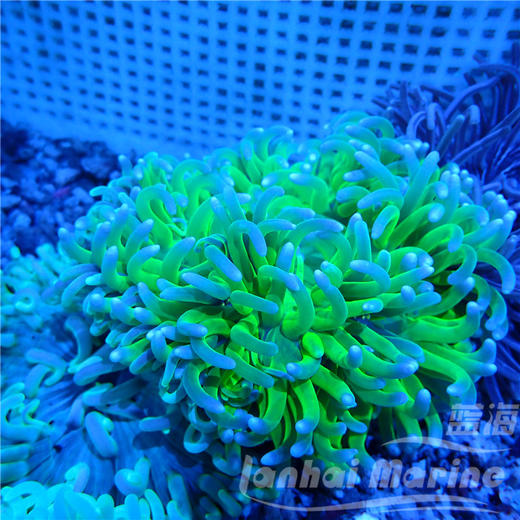 红肚葵 商品图9