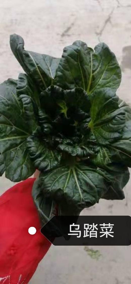 记得回家吃饭 ｜生态蔬菜包 ｜蔬菜配送 ｜不要忘了包装哦 商品图3