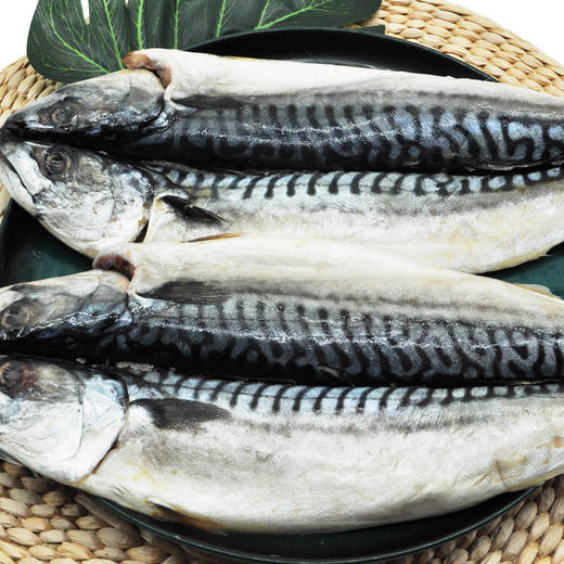 朝鲜油鲅鱼 商品图1