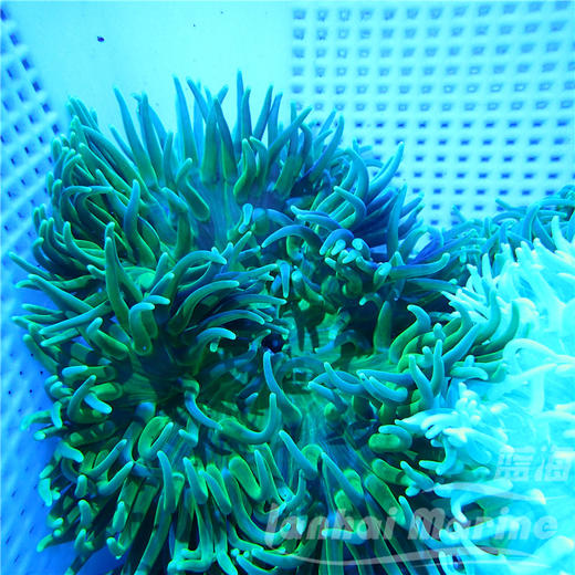 红肚葵 商品图4