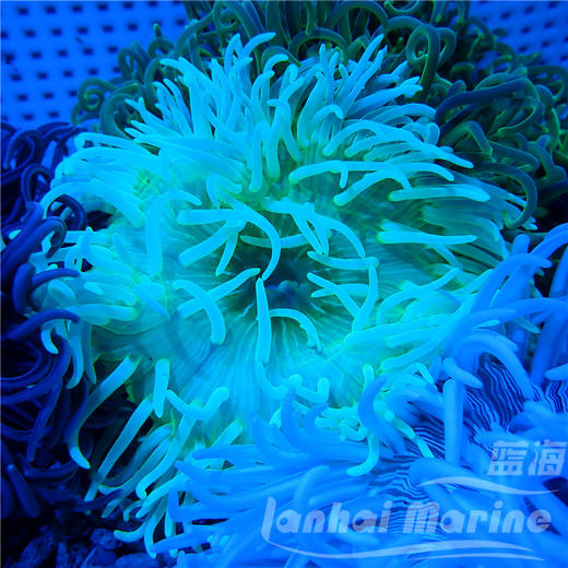 红肚葵 商品图5