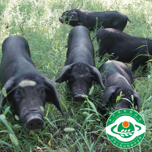 【徒河黑猪】散养土猪肉新鲜黑猪肉佳品礼盒黑猪肉送礼 365天自然散养黑猪肉 商品图2